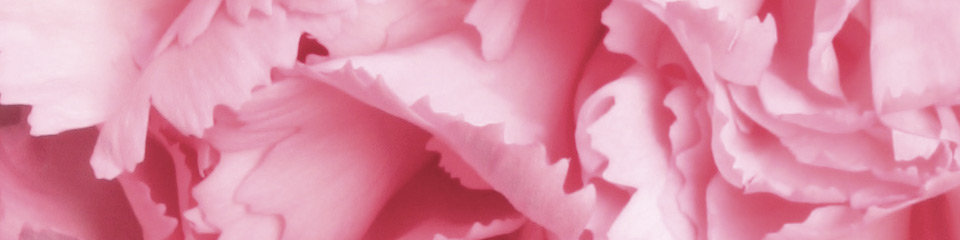 rose2